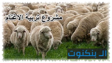 مشروع تربية الاغنام