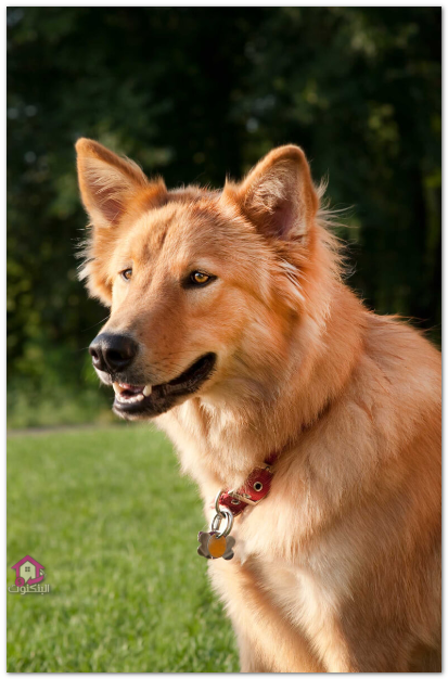 golden husky