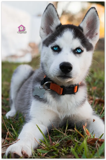 Alaska Husky