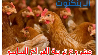 مشروع تربية الفراخ الساسو