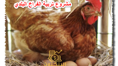 مشروع تربية الفراخ البلدي